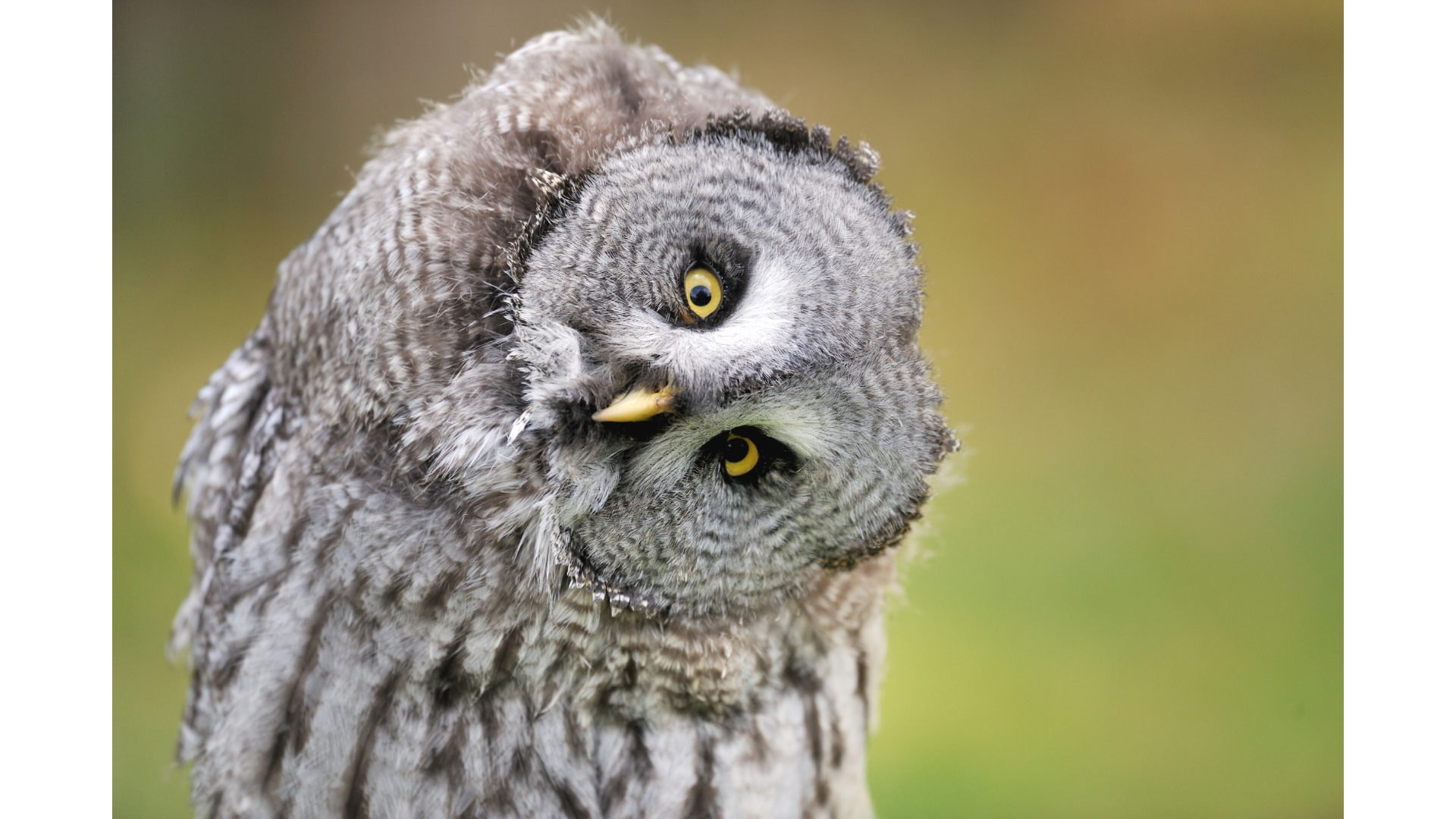 Who's Awake at Night? Celebrating International Owl Awareness Day
