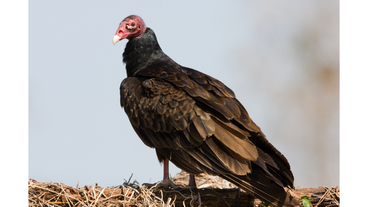 It's International Vulture Awareness Day — Here's Why North America's Vultures Deserve Better PR