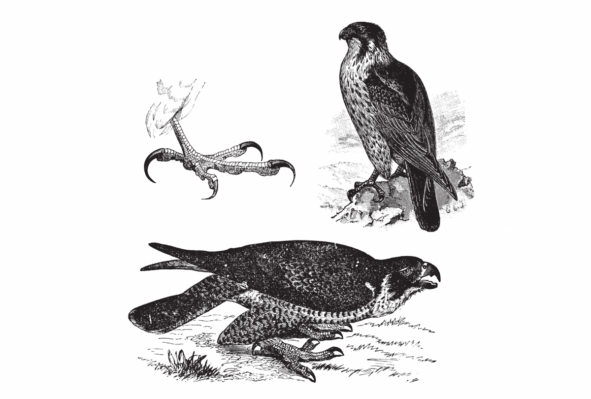 The Collar That Traveled 1,350 Miles: A Brief History of Bird Banding