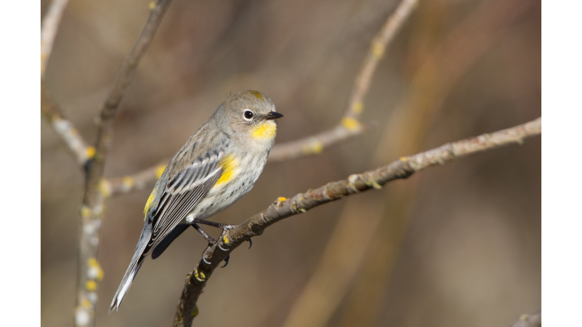 The Great Warbler Reshuffle: Why August Is Secretly One of the Best Birding Months
