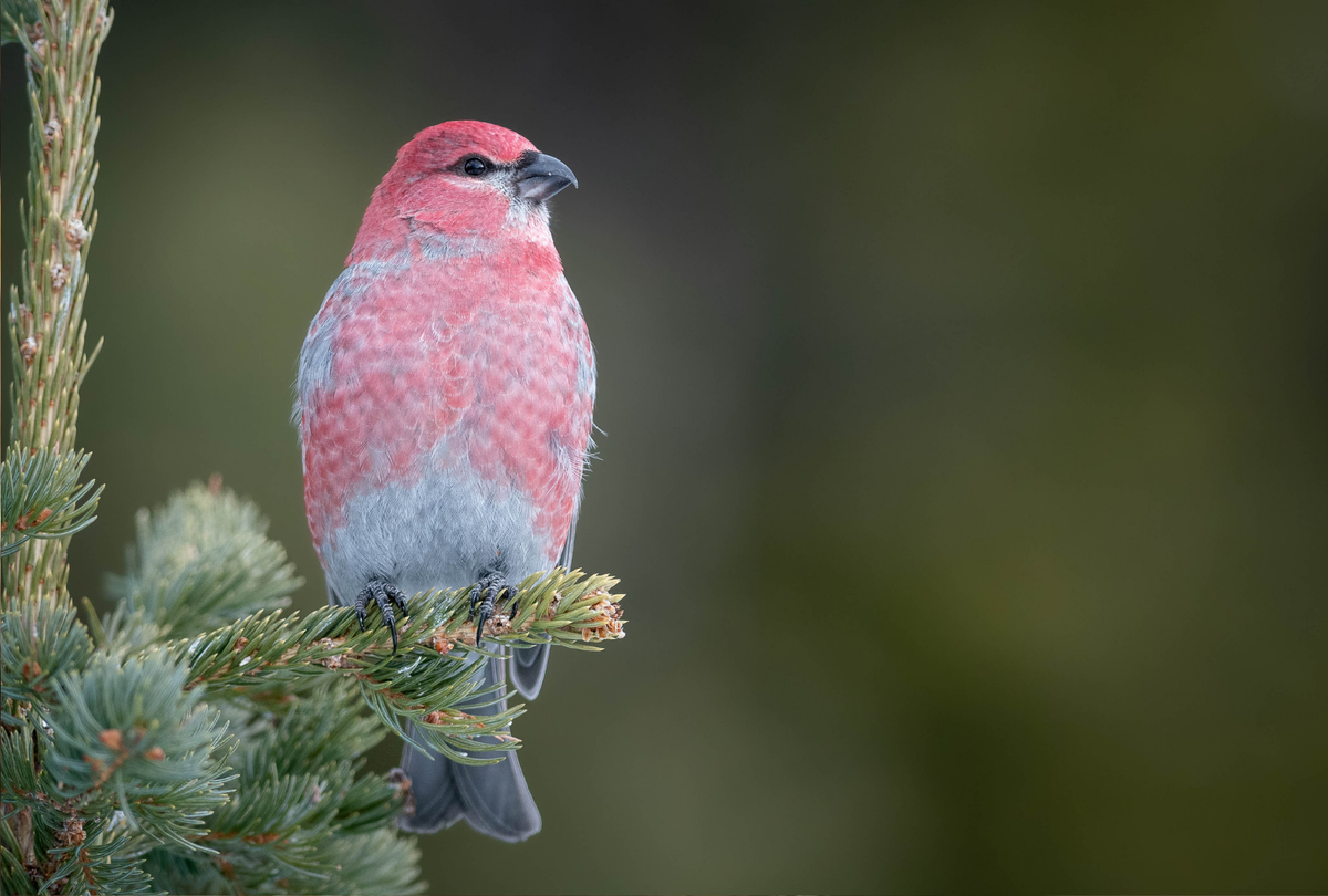 The Winter Finch Forecast Is Out: What It Means for Your Backyard This Year