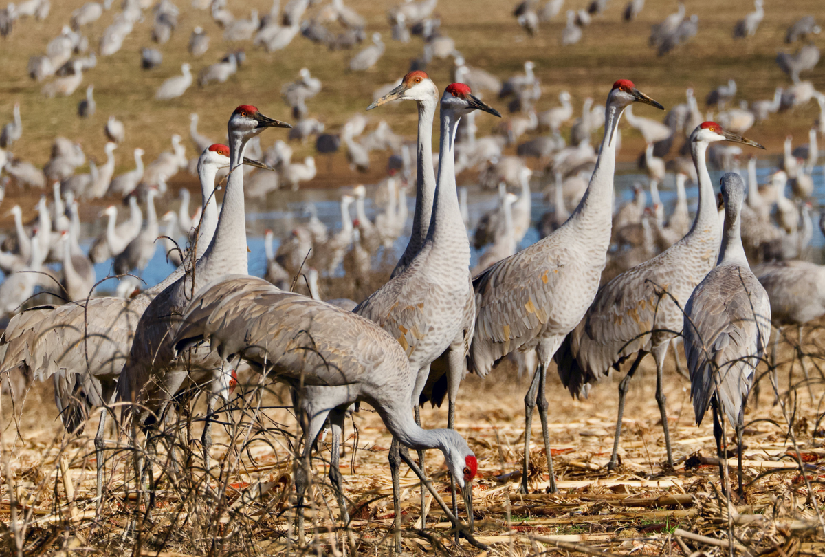 The Four Flyways: How Birders Mapped the Invisible Highways Above North America