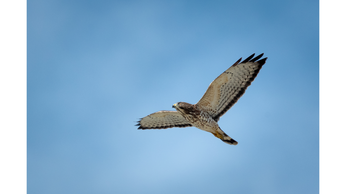 The Sky Is About to Fill With Hawks: Get Ready for Kettle Season