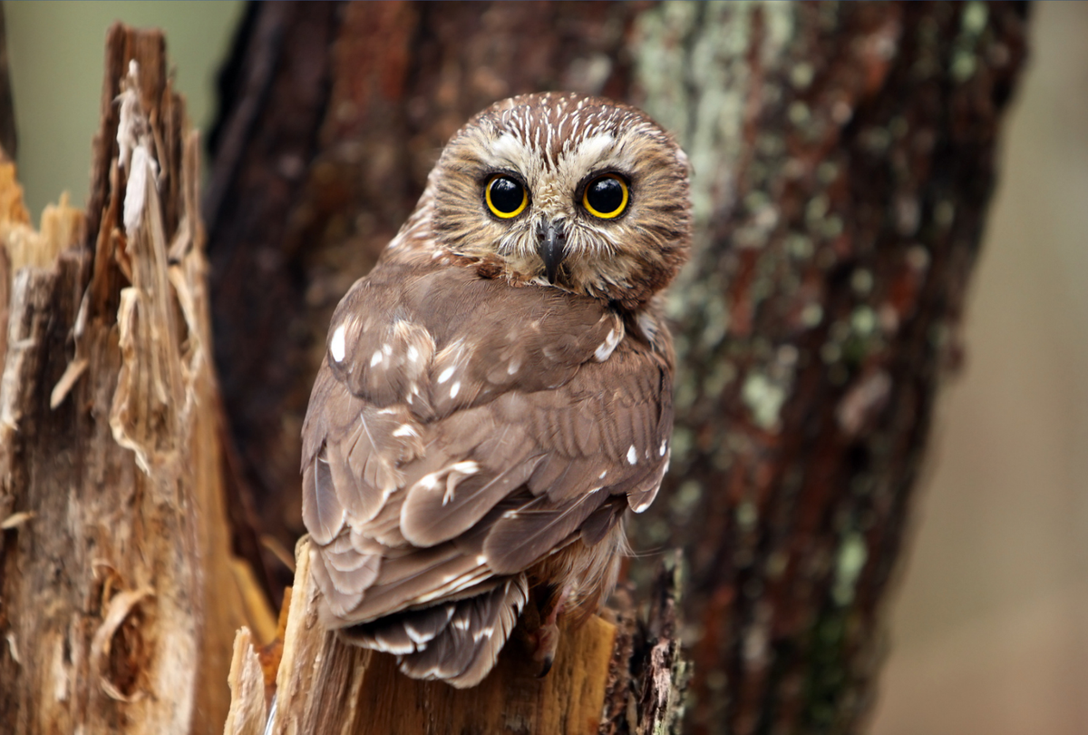 The Tiny Owl Passing Through Right Now (And Why You've Probably Never Seen It)