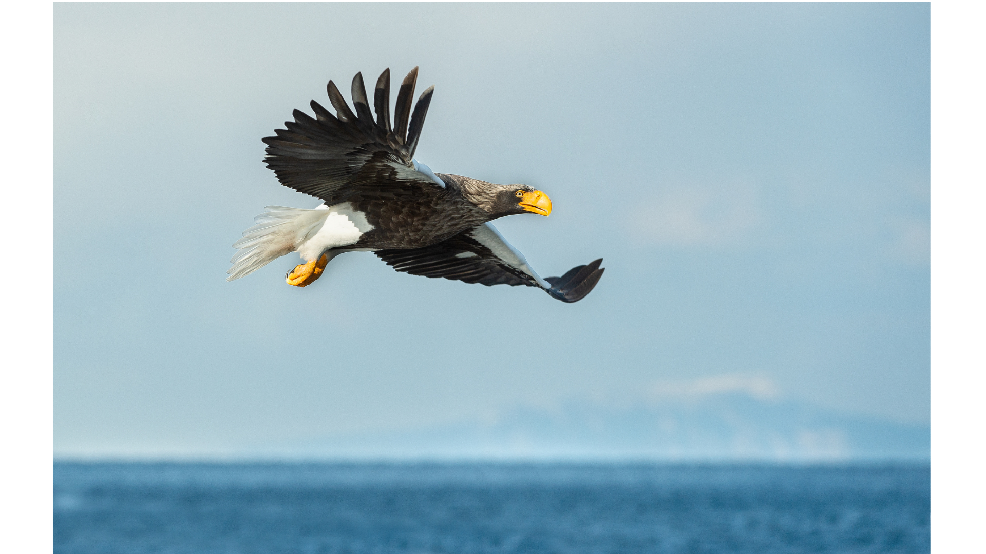 Stella the Sea-Eagle Is Still Out There (and Other Rare Sightings Worth Knowing About)
