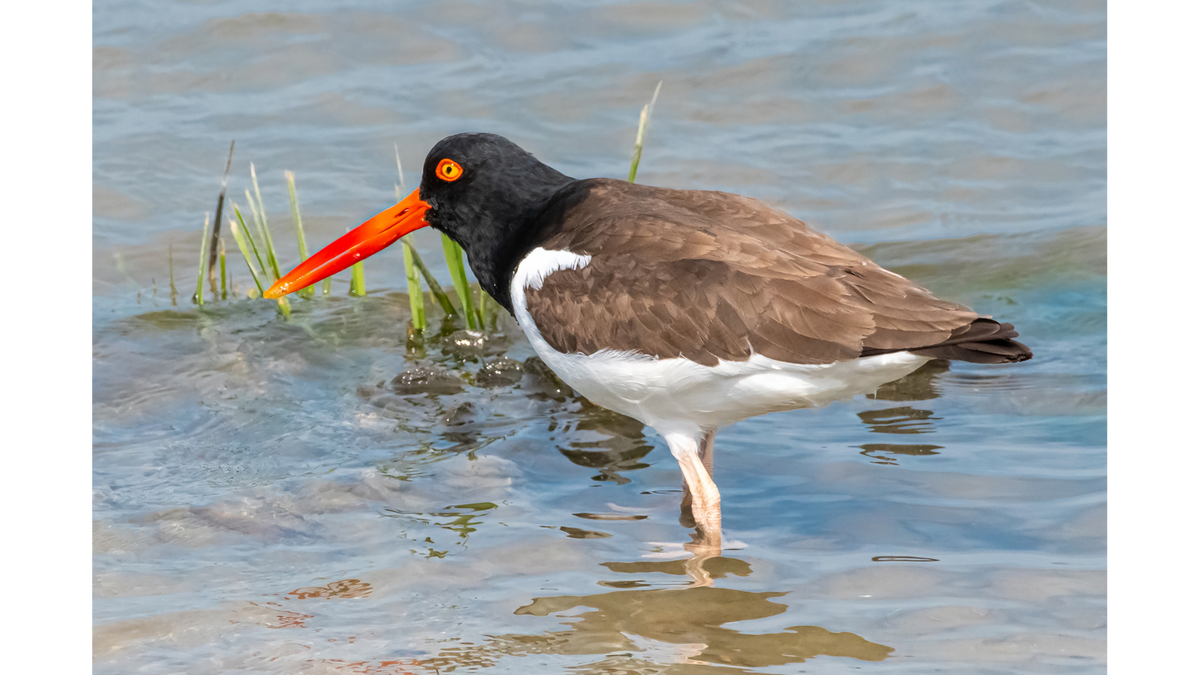 The Quirky Coastal Bird That's Beating the Odds: How the American Oystercatcher Made a Comeback
