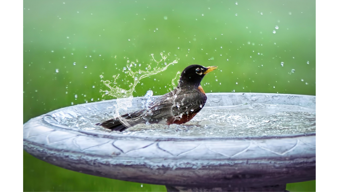 5 Simple Ways to Help Birds This Summer
