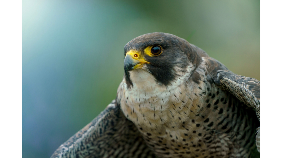 Bird News Roundup: July 4, 2026