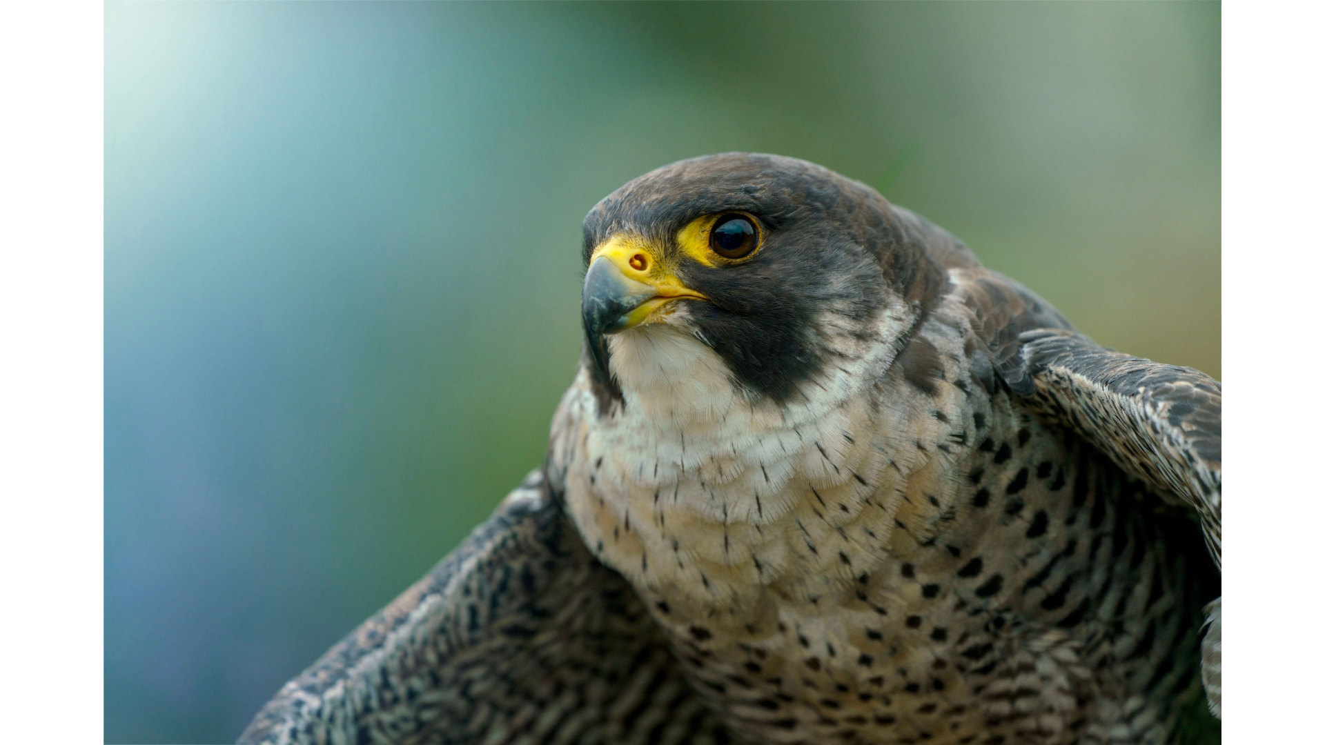 Bird News Roundup: July 4, 2026