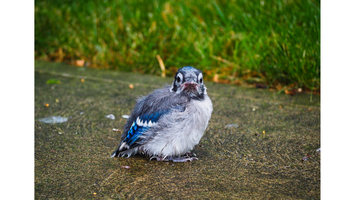 The Quiet Season in the Nest: What Happens After Young Birds Leave Home?