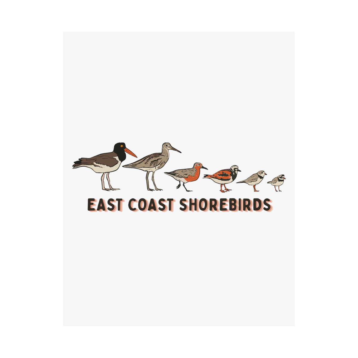 East Coast Shorebirds Art Print