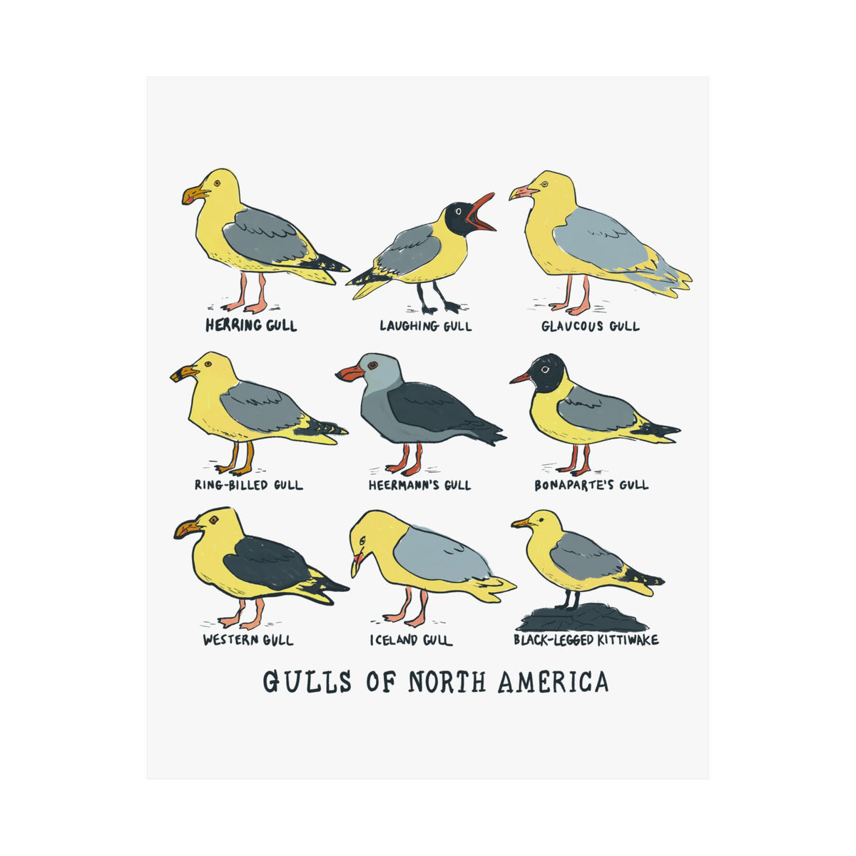 Gulls of North America Art Print