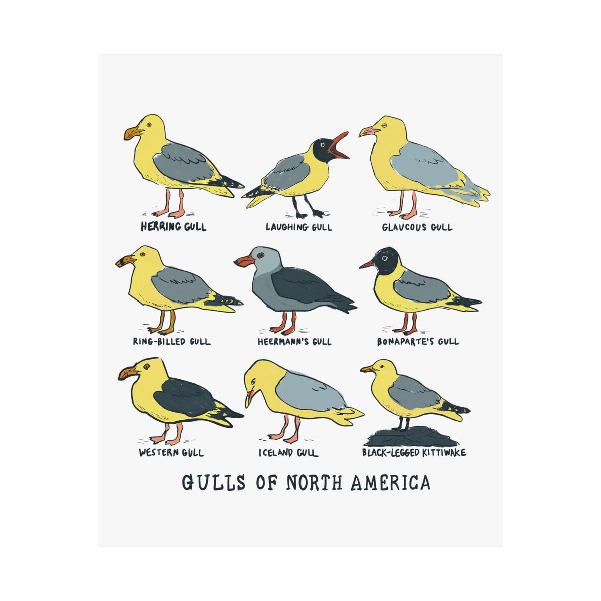 Gulls of North America Art Print