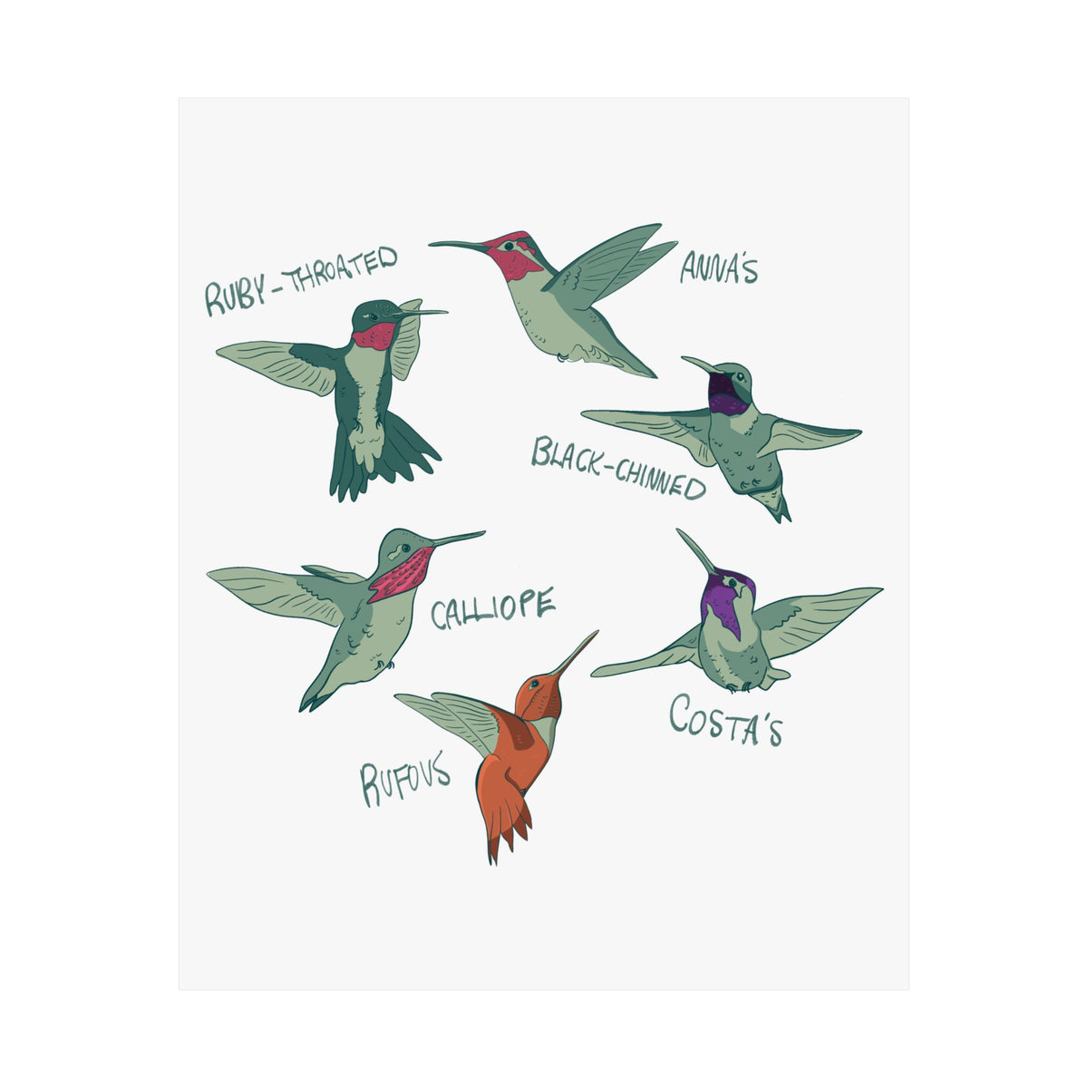 Hummingbird Art Print