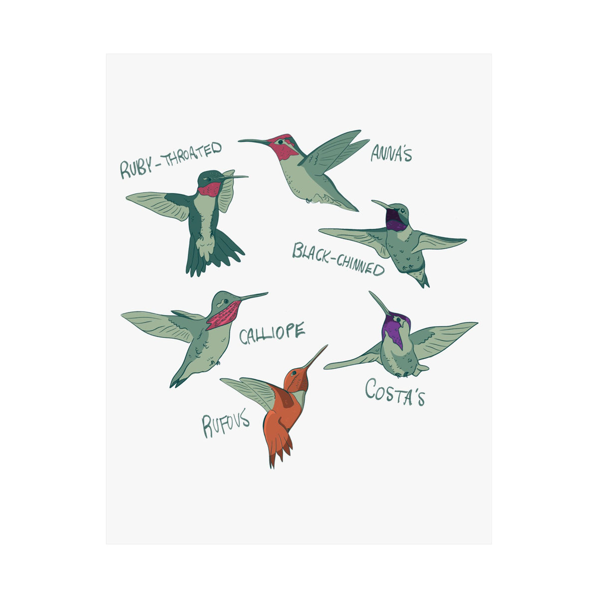 Hummingbird Art Print