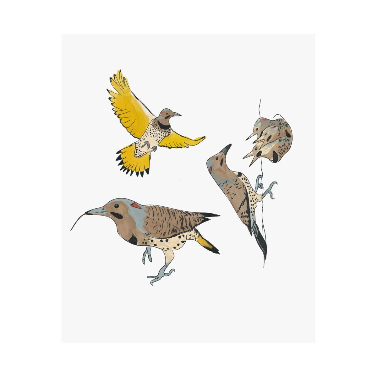 Northern Flicker Art Print