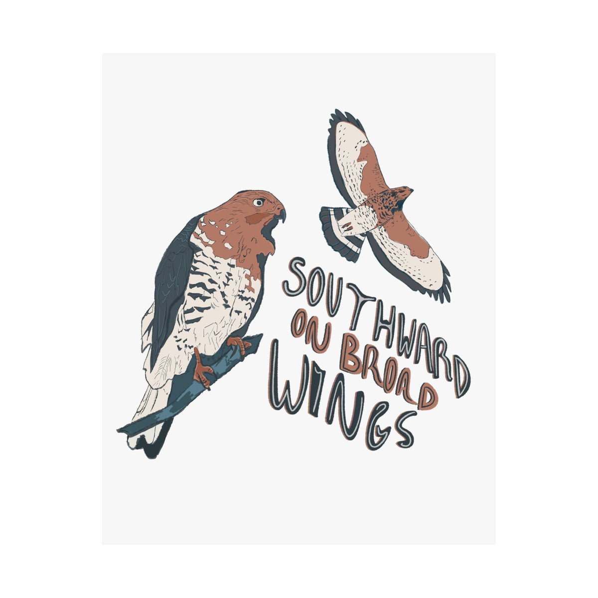 Broad-winged Hawk Art Print