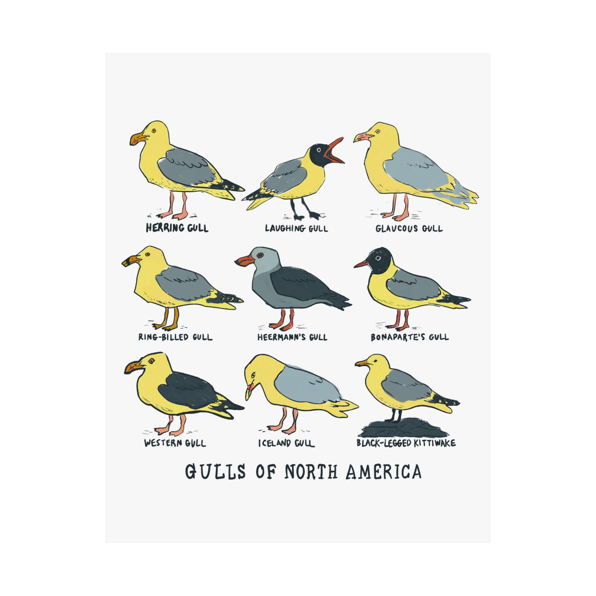 Gulls of North America Art Print