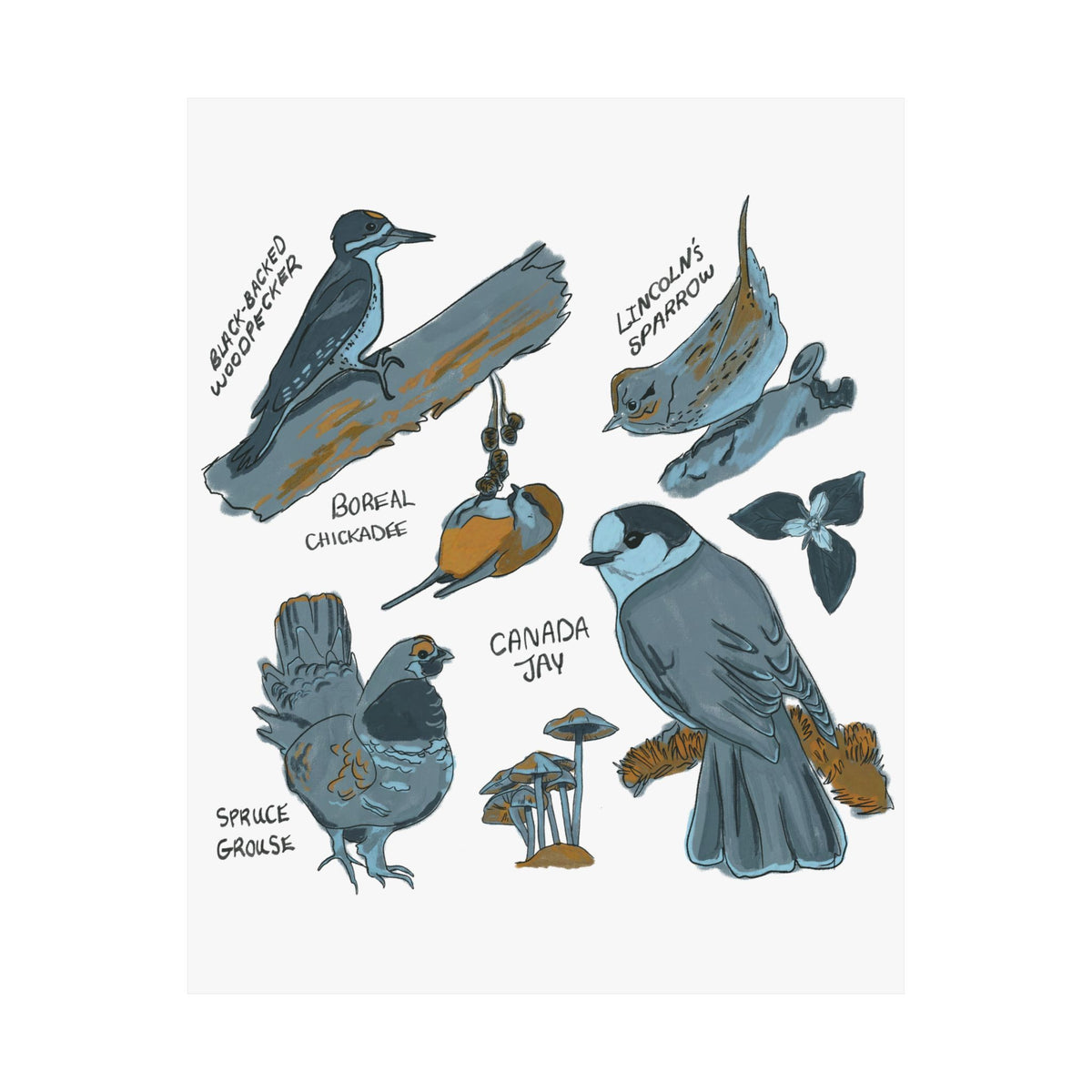 Boreal Birds Art Print