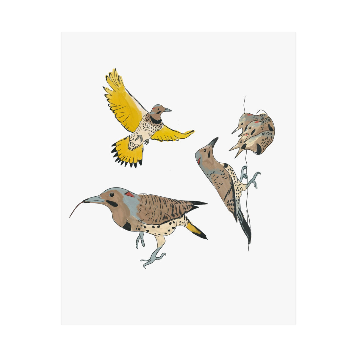 Northern Flicker Art Print