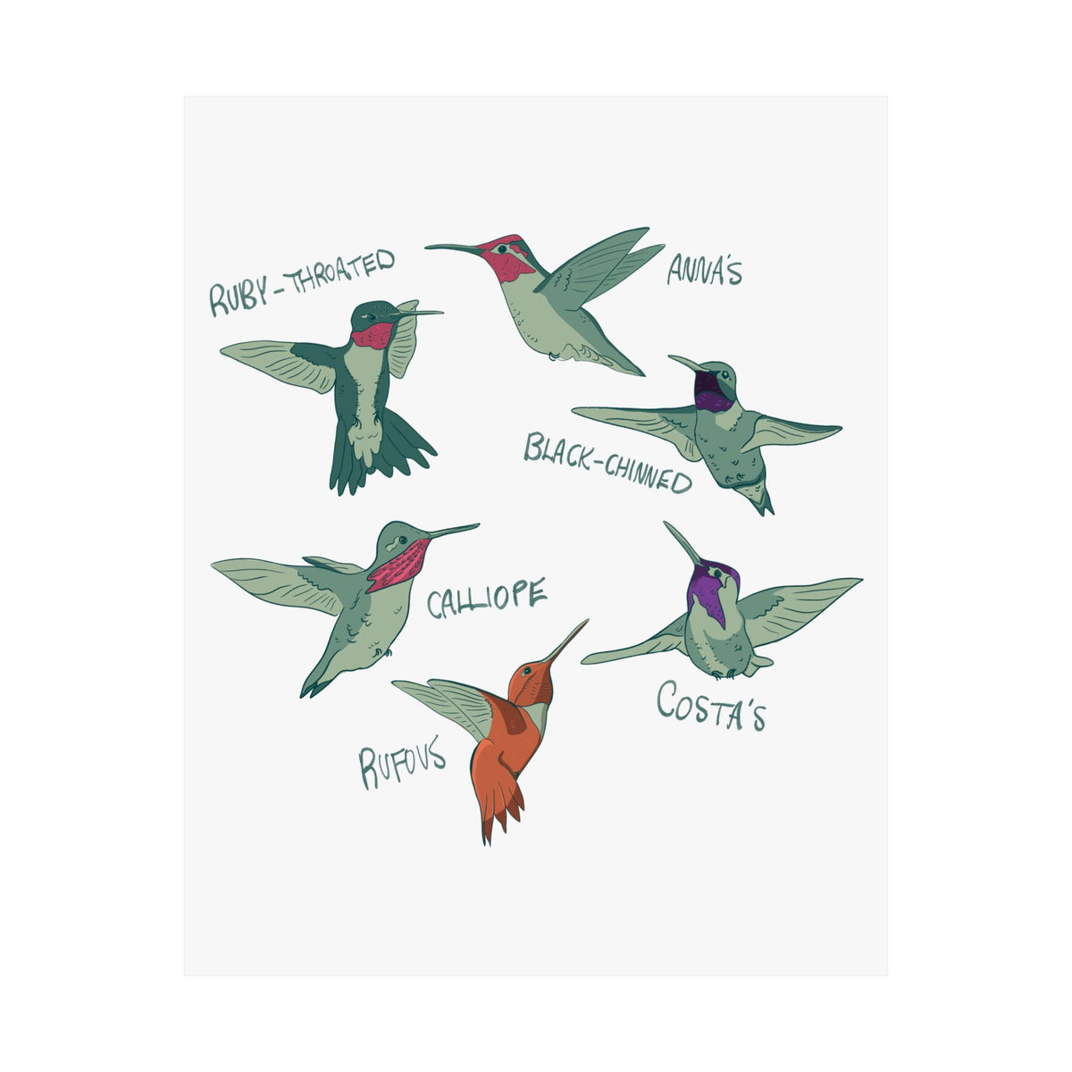 Hummingbird Art Print