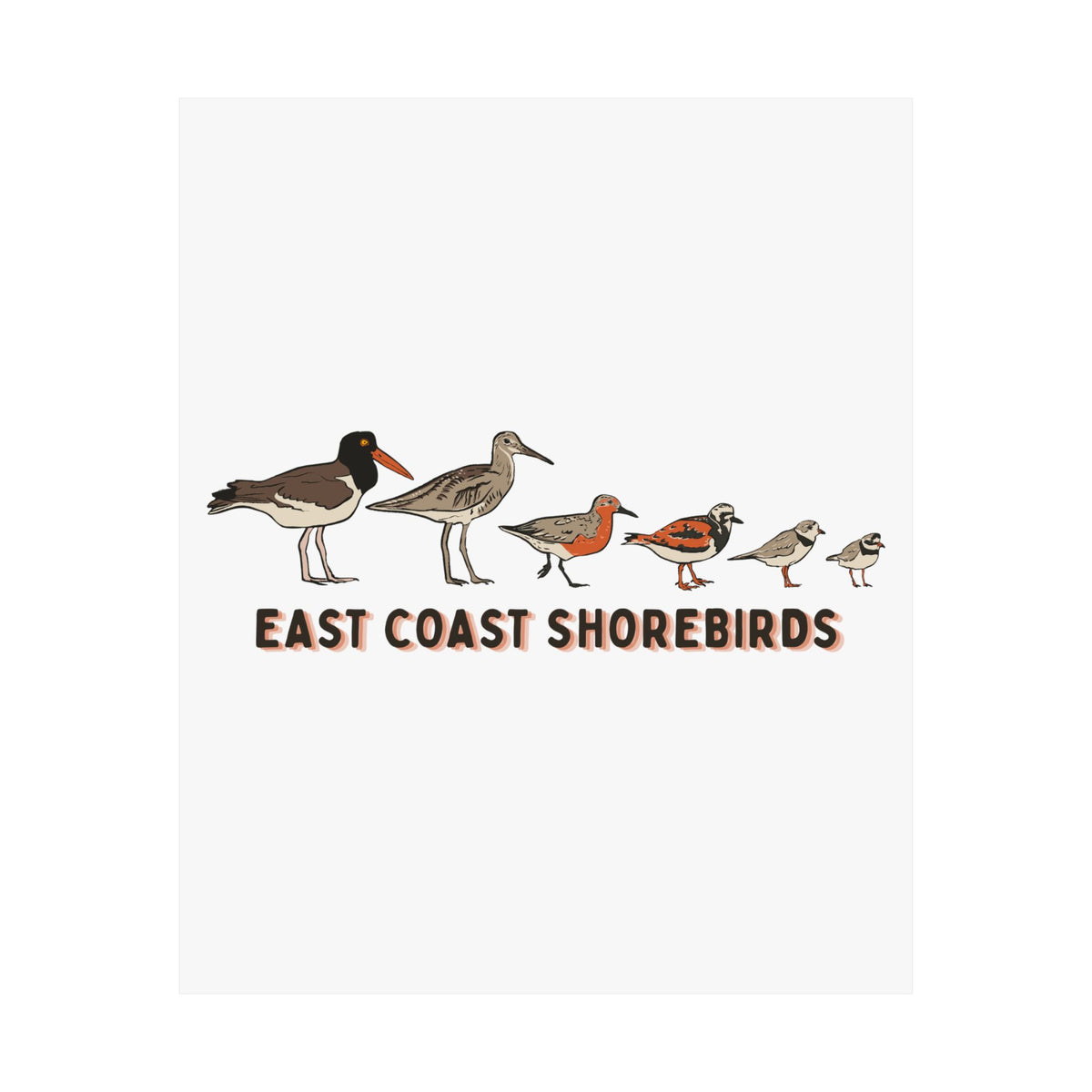 East Coast Shorebirds Art Print
