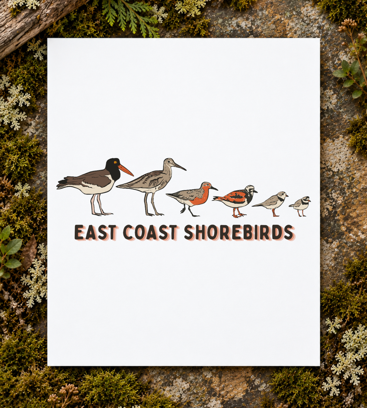 East Coast Shorebirds Art Print