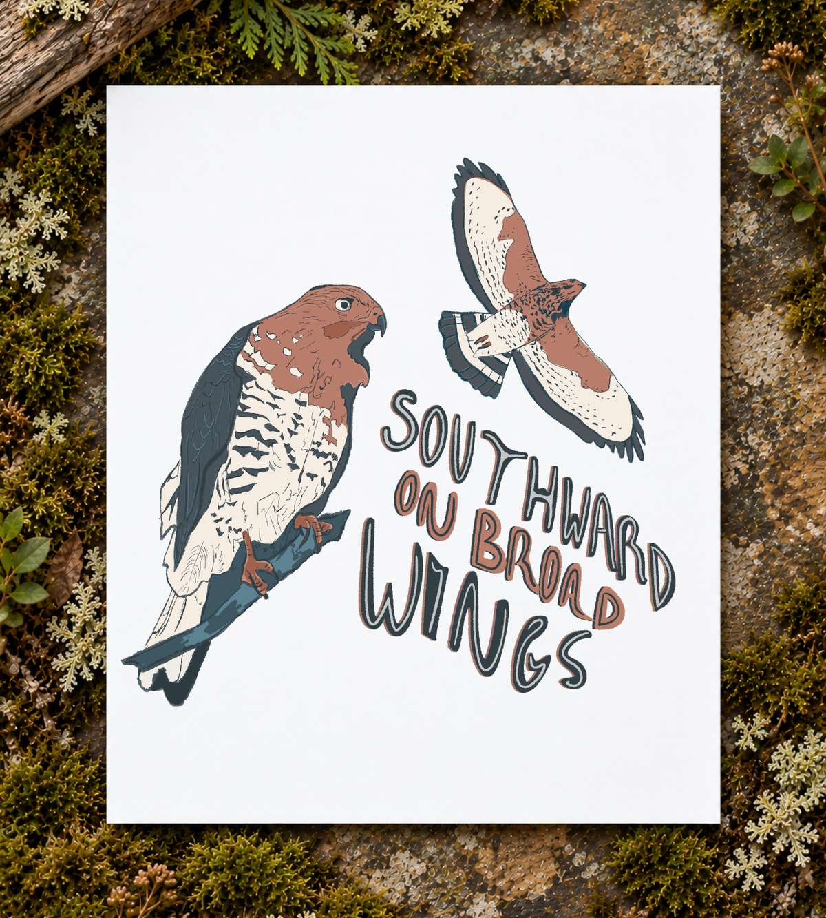 Broad-winged Hawk Art Print