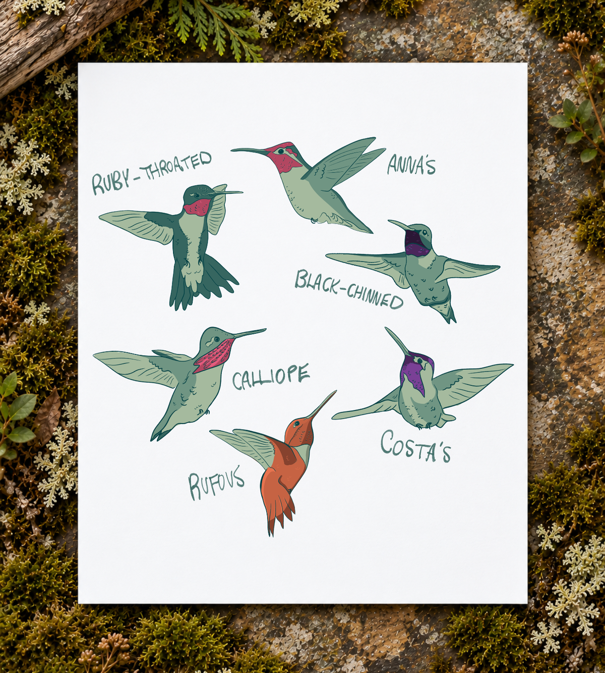 Hummingbird Art Print