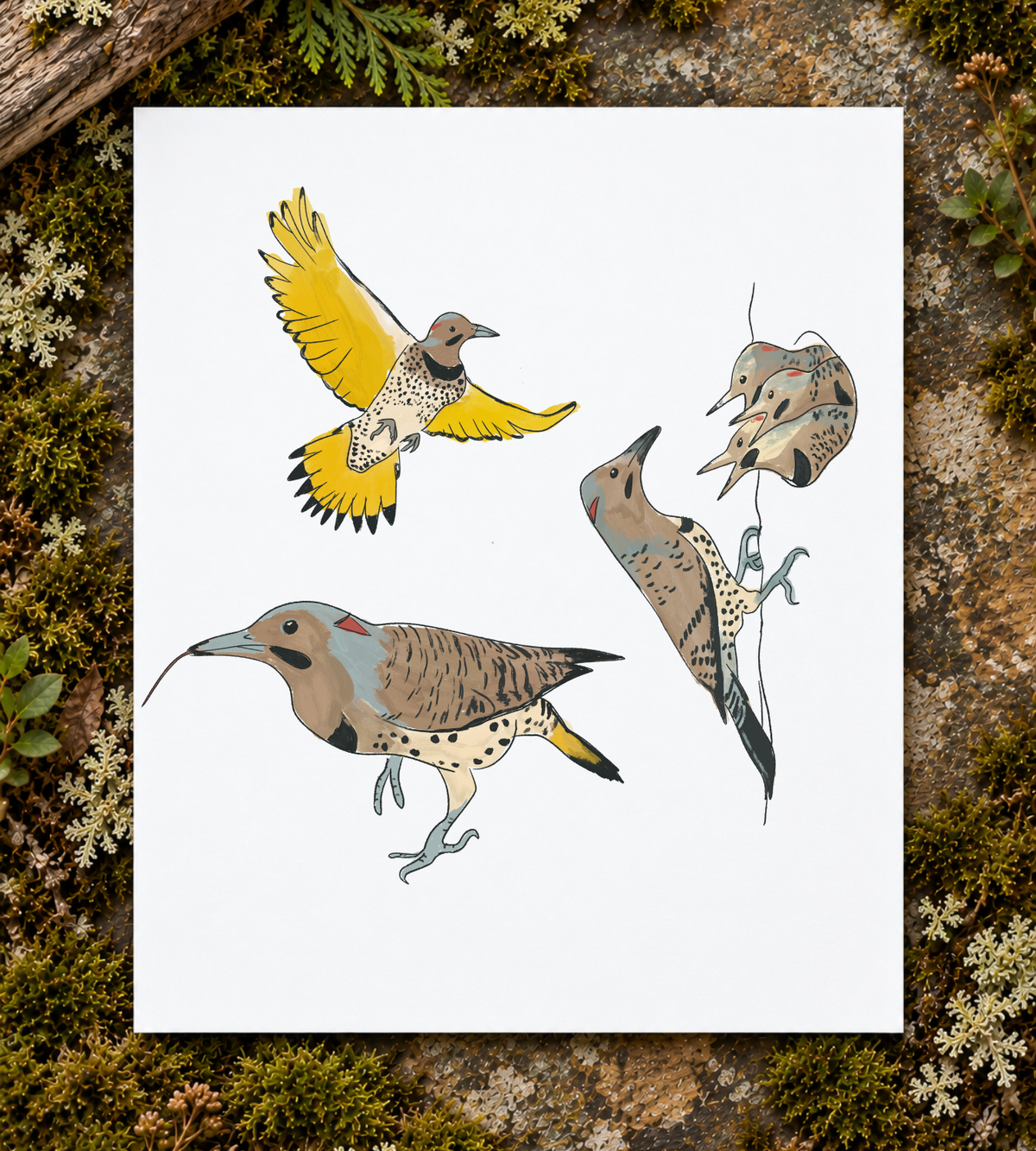 Northern Flicker Art Print