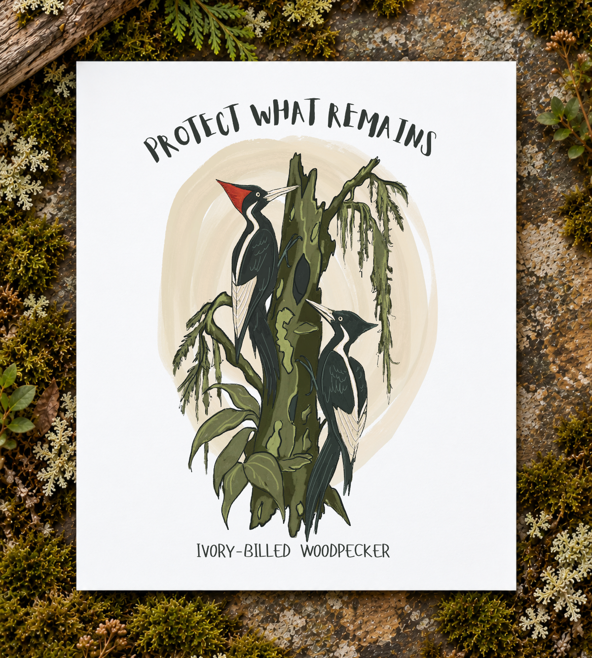 Ivory-billed Woodpecker Art Print