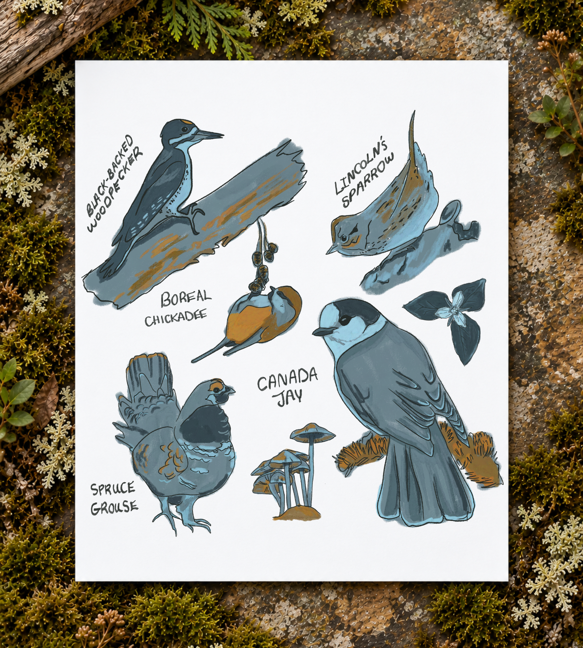 Boreal Birds Art Print