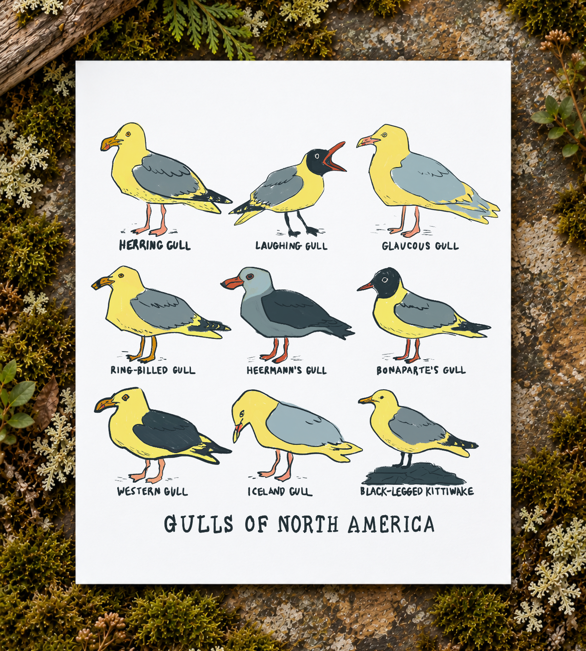 Gulls of North America Art Print